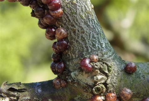 水和木|梅の木につく病害虫の種類と防除法